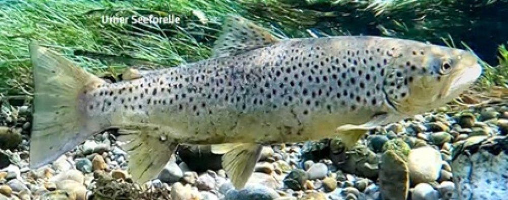 Let's Doc! - Nomadin der Reuss